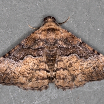 Aporoctena undescribed species (A Geometrid moth) at Melba, ACT - 5 Jan 2021 by Bron