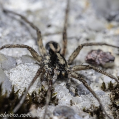 Lycosidae (family) (Unidentified wolf spider) at QPRC LGA - 24 Apr 2021 by BIrdsinCanberra