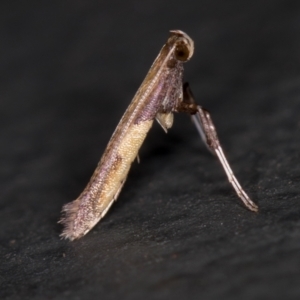 Caloptilia azaleella at Melba, ACT - 5 Jan 2021