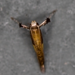 Caloptilia azaleella at Melba, ACT - 5 Jan 2021 10:39 PM