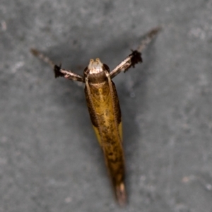 Caloptilia azaleella at Melba, ACT - 5 Jan 2021 10:39 PM