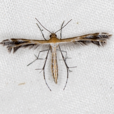 Stangeia xerodes (A plume moth) at Melba, ACT - 5 Jan 2021 by Bron