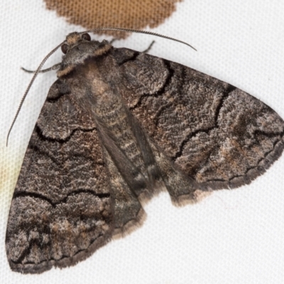 Dysbatus undescribed species (A Line-moth) at Melba, ACT - 5 Jan 2021 by Bron