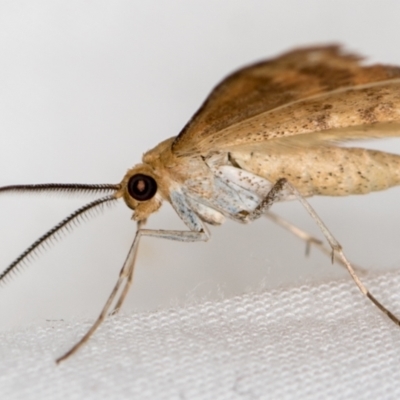 Scopula rubraria (Reddish Wave, Plantain Moth) at Melba, ACT - 5 Jan 2021 by Bron