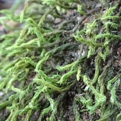 Triquetrella (A trailing moss) at Reid, ACT - 29 Apr 2021 by JanetRussell