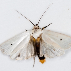 Maroga melanostigma at Melba, ACT - 5 Jan 2021 11:15 PM