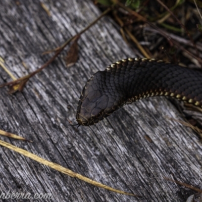 Austrelaps ramsayi (Highlands Copperhead) at Wog Wog, NSW - 25 Apr 2021 by JonSteinbeck