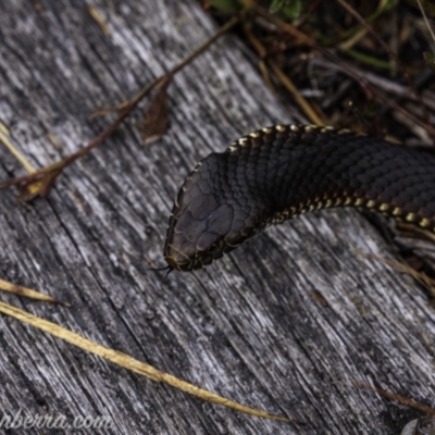 Austrelaps ramsayi (Highlands Copperhead) at Wog Wog, NSW - 24 Apr 2021 by BIrdsinCanberra