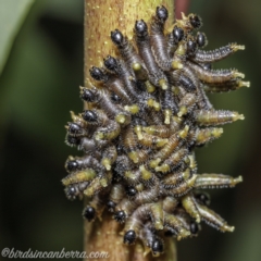 Perginae sp. (subfamily) (Unidentified pergine sawfly) at Wog Wog, NSW - 25 Apr 2021 by JonSteinbeck
