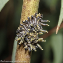 Perginae sp. (subfamily) at Wog Wog, NSW - 25 Apr 2021
