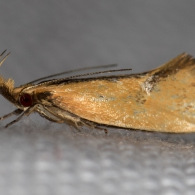 Thema (genus) (A Concealer moth) at Melba, ACT - 31 Dec 2020 by Bron