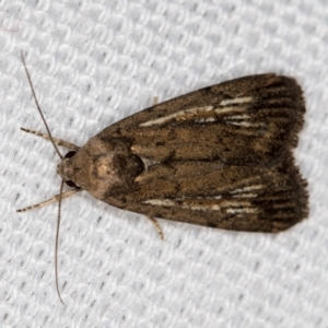 Noctuidae (family) at Melba, ACT - 31 Dec 2020 12:19 AM