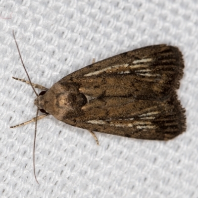 Noctuidae (family) (A cutworm or owlet moth) at Melba, ACT - 30 Dec 2020 by Bron