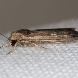 Noctuidae (family) at Melba, ACT - 31 Dec 2020 12:19 AM