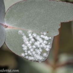 Glycaspis sp. (genus) (Unidentified sugary lerp) at QPRC LGA - 25 Apr 2021 by BIrdsinCanberra