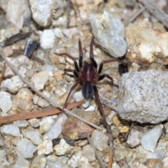 Unidentified Other hunting spider at Cotter River, ACT - 30 Apr 2021 by AlisonMilton