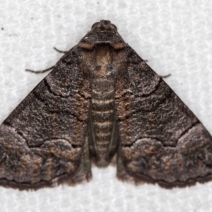 Dysbatus undescribed species at Melba, ACT - 31 Dec 2020