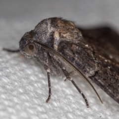 Dysbatus undescribed species at Melba, ACT - 31 Dec 2020