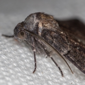 Dysbatus undescribed species at Melba, ACT - 31 Dec 2020