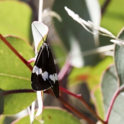 Nyctemera amicus (Senecio Moth, Magpie Moth, Cineraria Moth) at Callum Brae - 29 Apr 2021 by AlisonMilton