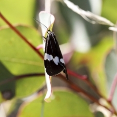 Nyctemera amicus at Symonston, ACT - 29 Apr 2021 11:49 AM