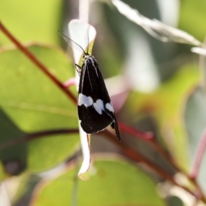 Nyctemera amicus at Symonston, ACT - 29 Apr 2021 11:49 AM