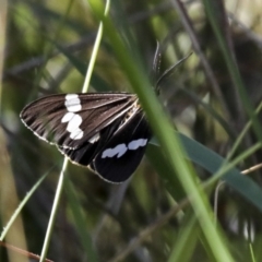 Nyctemera amicus (Senecio Moth, Magpie Moth, Cineraria Moth) at Symonston, ACT - 29 Apr 2021 by AlisonMilton