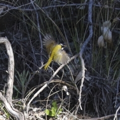 Melithreptus lunatus (White-naped Honeyeater) at Jerrabomberra, ACT - 29 Apr 2021 by AlisonMilton