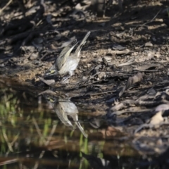 Caligavis chrysops (Yellow-faced Honeyeater) at Jerrabomberra, ACT - 29 Apr 2021 by AlisonMilton