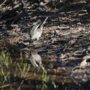 Caligavis chrysops at Jerrabomberra, ACT - 29 Apr 2021