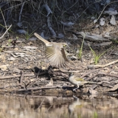 Caligavis chrysops at Jerrabomberra, ACT - 29 Apr 2021