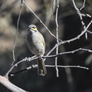 Caligavis chrysops at Jerrabomberra, ACT - 29 Apr 2021 02:21 PM