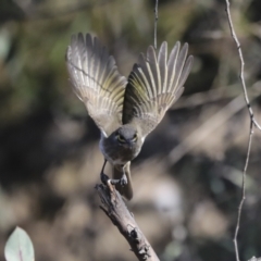 Caligavis chrysops at Jerrabomberra, ACT - 29 Apr 2021 02:21 PM