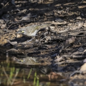 Caligavis chrysops at Jerrabomberra, ACT - 29 Apr 2021