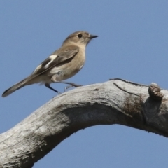 Petroica phoenicea (Flame Robin) at Symonston, ACT - 29 Apr 2021 by AlisonMilton