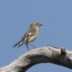 Petroica phoenicea at Symonston, ACT - 29 Apr 2021