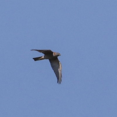 Accipiter cirrocephalus (Collared Sparrowhawk) at Callum Brae - 29 Apr 2021 by AlisonMilton