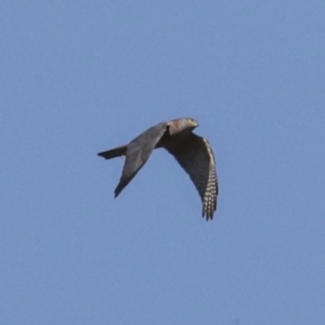 Accipiter cirrocephalus at Symonston, ACT - 29 Apr 2021