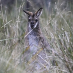 Notamacropus rufogriseus (Red-necked Wallaby) at Cotter River, ACT - 30 Apr 2021 by AlisonMilton