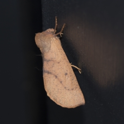 Fisera perplexata (Light-tan Crest-moth) at Higgins, ACT - 28 Apr 2021 by AlisonMilton
