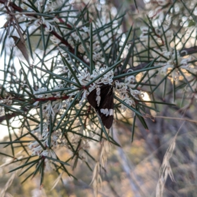 Nyctemera amicus (Senecio Moth, Magpie Moth, Cineraria Moth) at Hackett, ACT - 1 May 2021 by WalterEgo