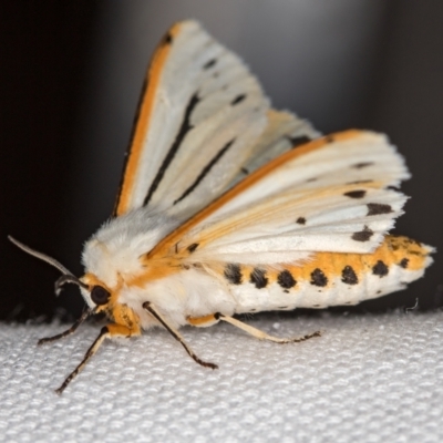 Paramsacta marginata (Donovan's Tiger Moth) at Melba, ACT - 30 Dec 2020 by Bron