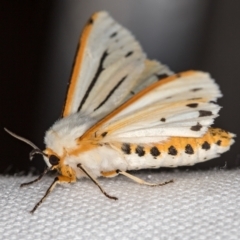 Aloa marginata (Donovan's Tiger Moth) at Melba, ACT - 29 Dec 2020 by Bron