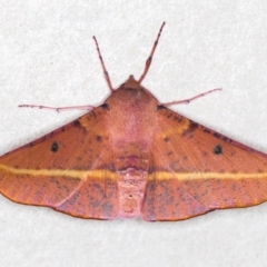 Oenochroma vinaria (Pink-bellied Moth, Hakea Wine Moth) at Melba, ACT - 29 Dec 2020 by Bron