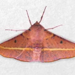 Oenochroma vinaria (Pink-bellied Moth, Hakea Wine Moth) at Melba, ACT - 30 Dec 2020 by Bron