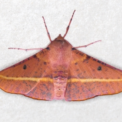 Oenochroma vinaria (Pink-bellied Moth, Hakea Wine Moth) at Melba, ACT - 29 Dec 2020 by Bron