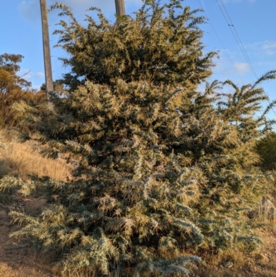 Acacia baileyana (Cootamundra Wattle, Golden Mimosa) at Hackett, ACT - 1 May 2021 by WalterEgo