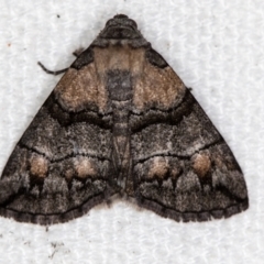 Dysbatus singularis (Dry-country Line-moth) at Melba, ACT - 30 Dec 2020 by Bron