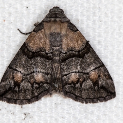 Dysbatus singularis (Dry-country Line-moth) at Melba, ACT - 29 Dec 2020 by Bron