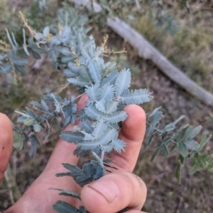 Acacia baileyana at Hackett, ACT - 1 May 2021